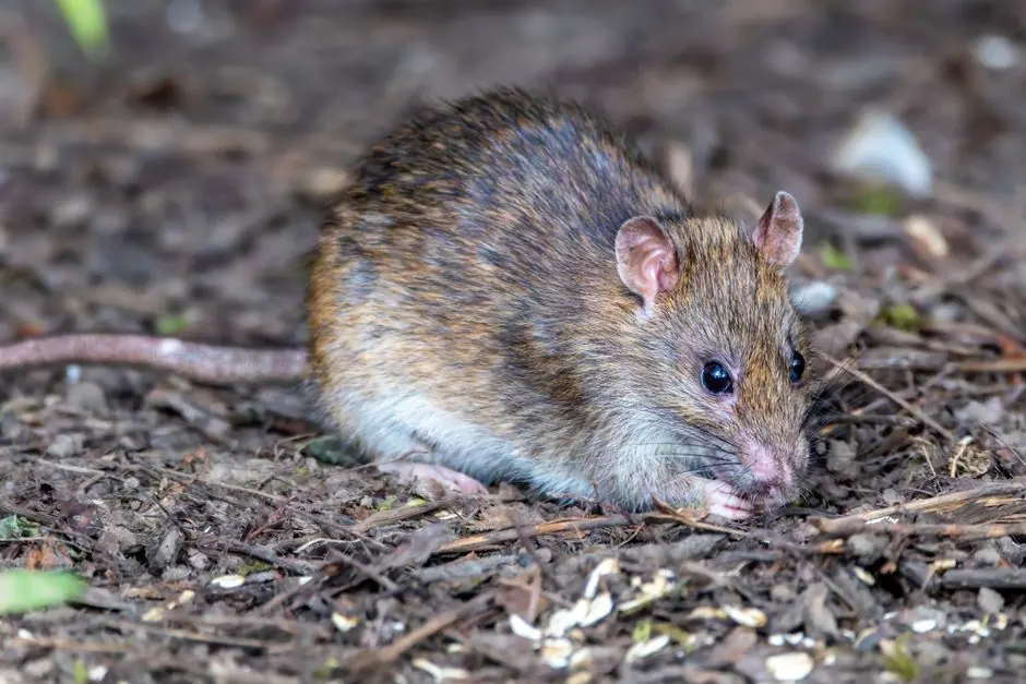 Rodent Control Arcadia ready to serve Upper Rancho