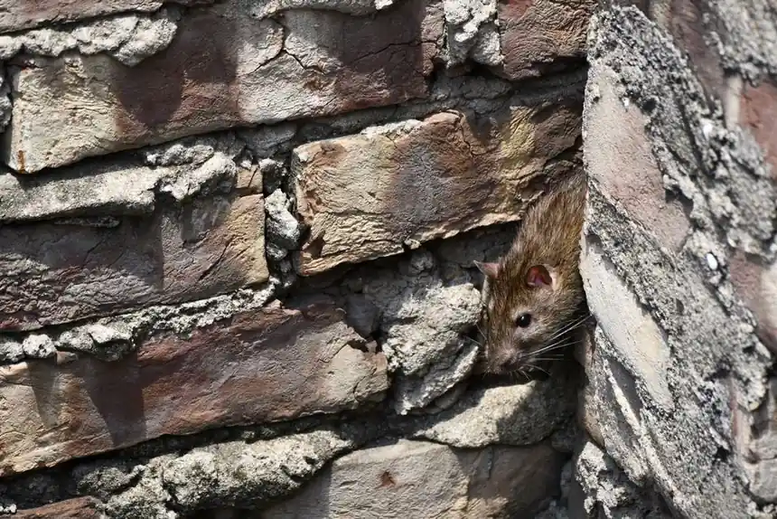 Dead Rodent Removal and Odor Control