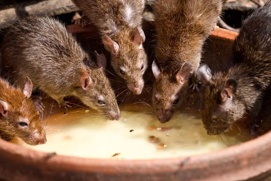 Mouse Control