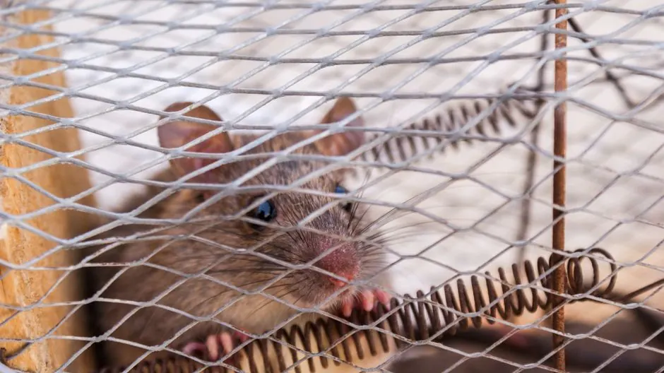 rodent removal Arcadia for Arcadia homes